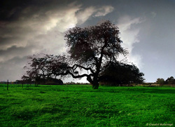 Photograph of a tree and green grass