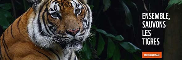 Tigres responsive website