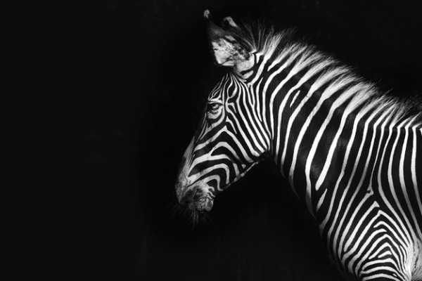 Stunning Free Black and White Stock Photos: Zebra on Black Background