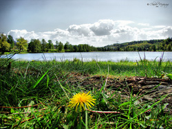 Photograph of a flower and lake