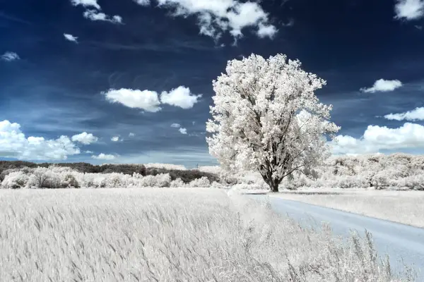 Free Surreal Backgrounds for Designers: White Tree