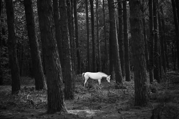 Stunning Free Black and White Stock Photos: Horse Alone in the Forest