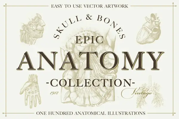 Vintage Anatomy Vector Collection