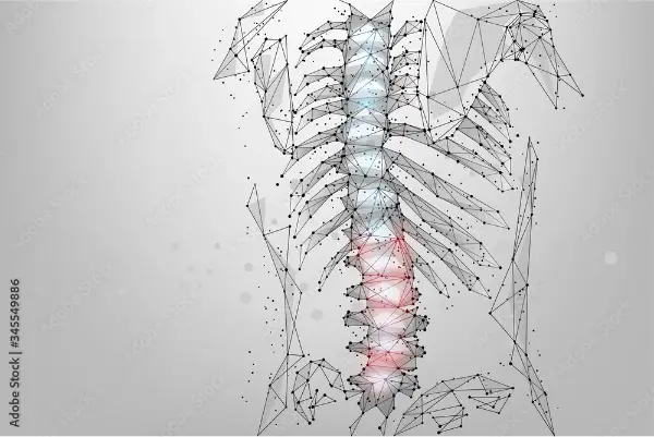 Abstract Mesh Line Spinal Cord Illustration