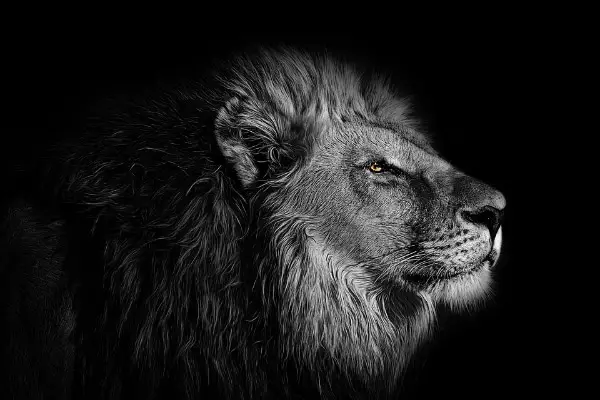 Stunning Free Black and White Stock Photos: Amazing Lion Photograph