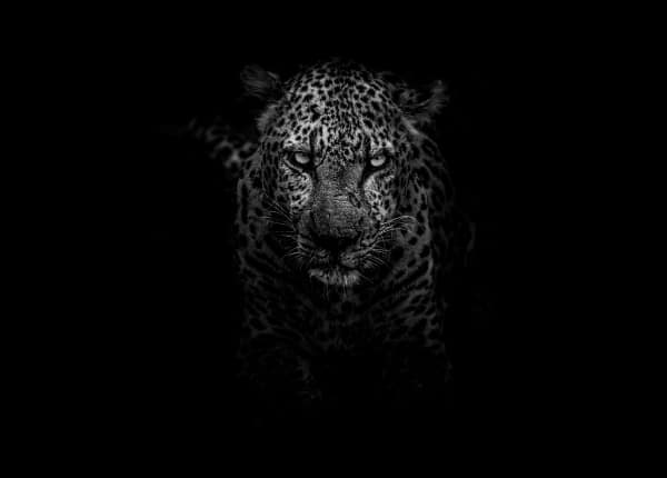 Stunning Free Black and White Stock Photos: Cheetah Closeup in Black & White