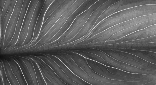 Stunning Free Black and White Stock Photos: Black & White Detailed Photo of Leaf