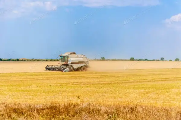Agricultural harvester removes wheat