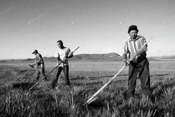 Mongolian Farmers Working
