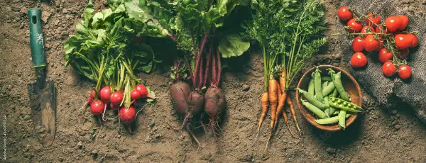 Freshly Harvest of Organic Vegetables