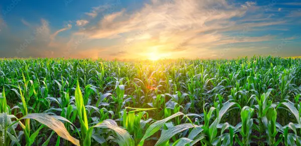 Panorama of corn field at sunset